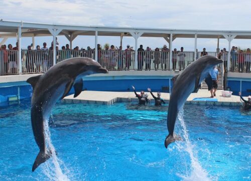 Dolphin Show Afternoon