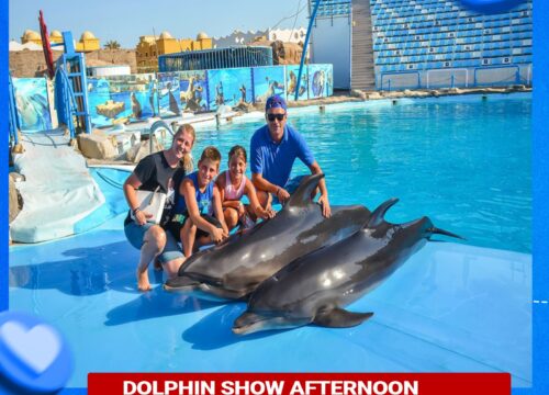 Dolphin Show Afternoon