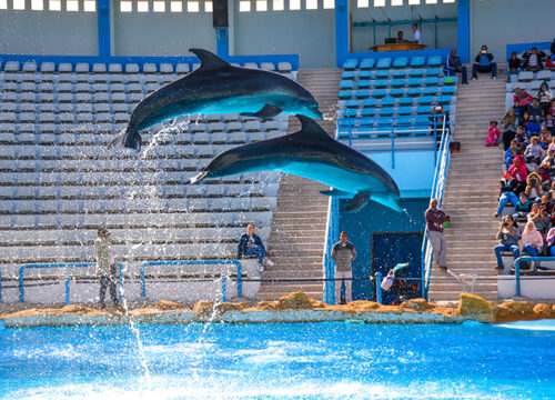 Dolphin Show