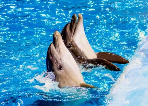 Unvergessliche Fotosession mit Delfinen und Transfer - Hurghada